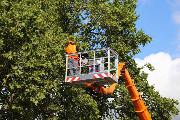 Tree Removal for Businesses in Helena, MT